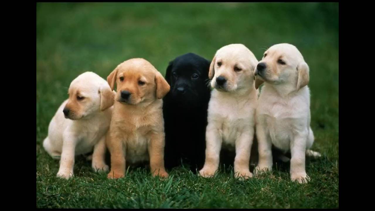 luxury dog training