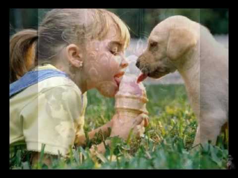 luxury dog trainings