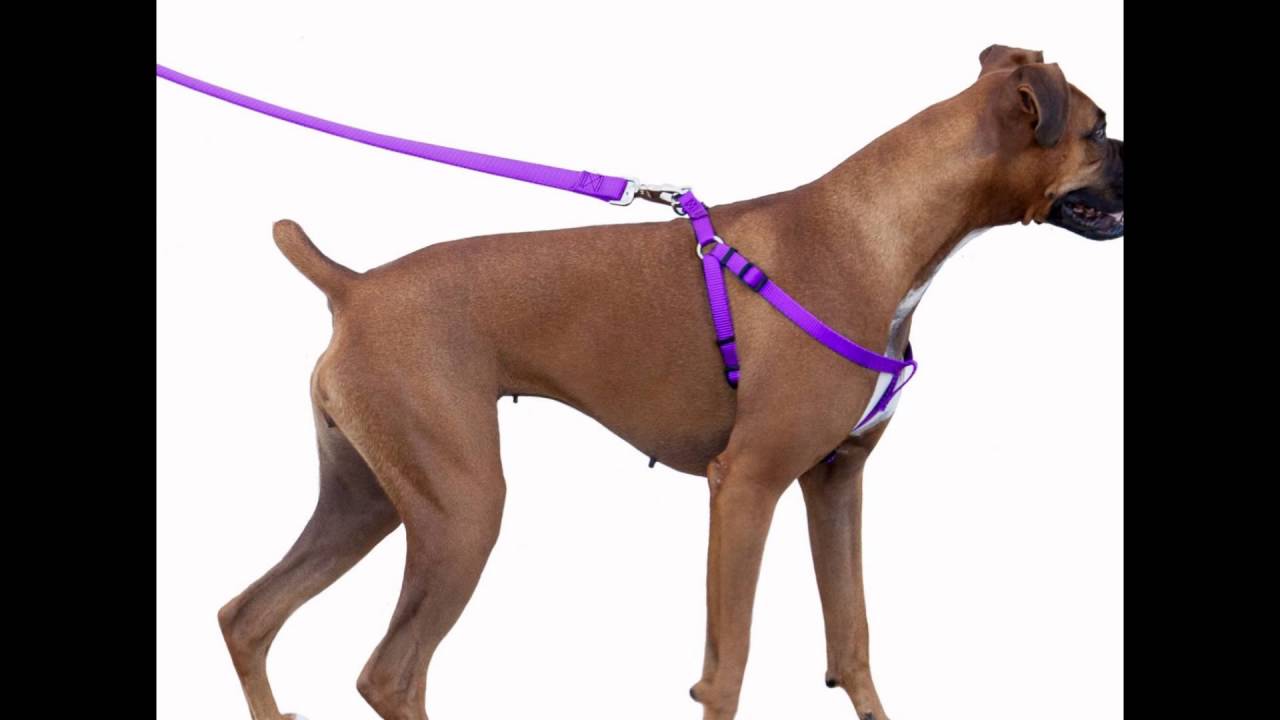 Majestic Pet Dog Harness for All Dogs Sizes Large, Medium, or Small Review