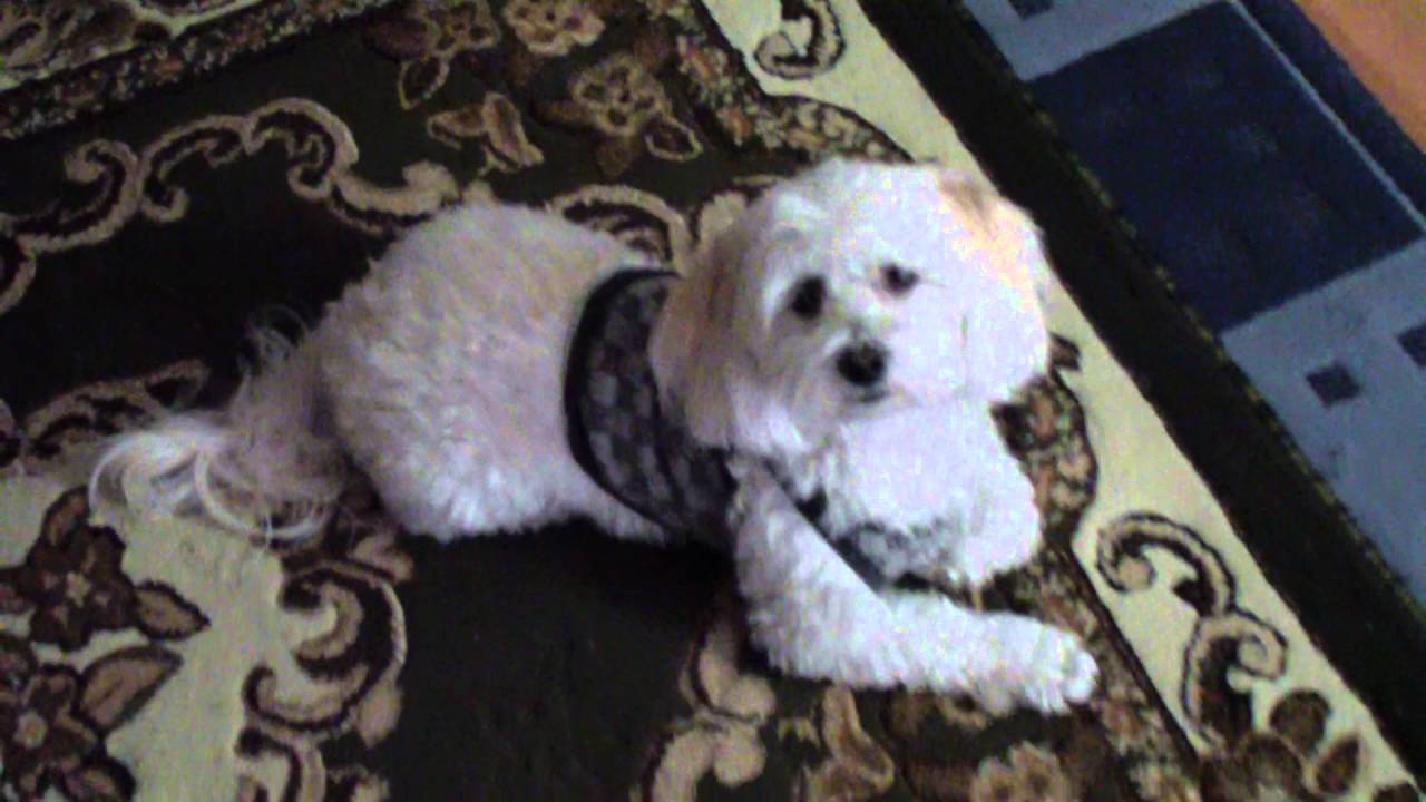 Maltese Wearing Dog Clothes