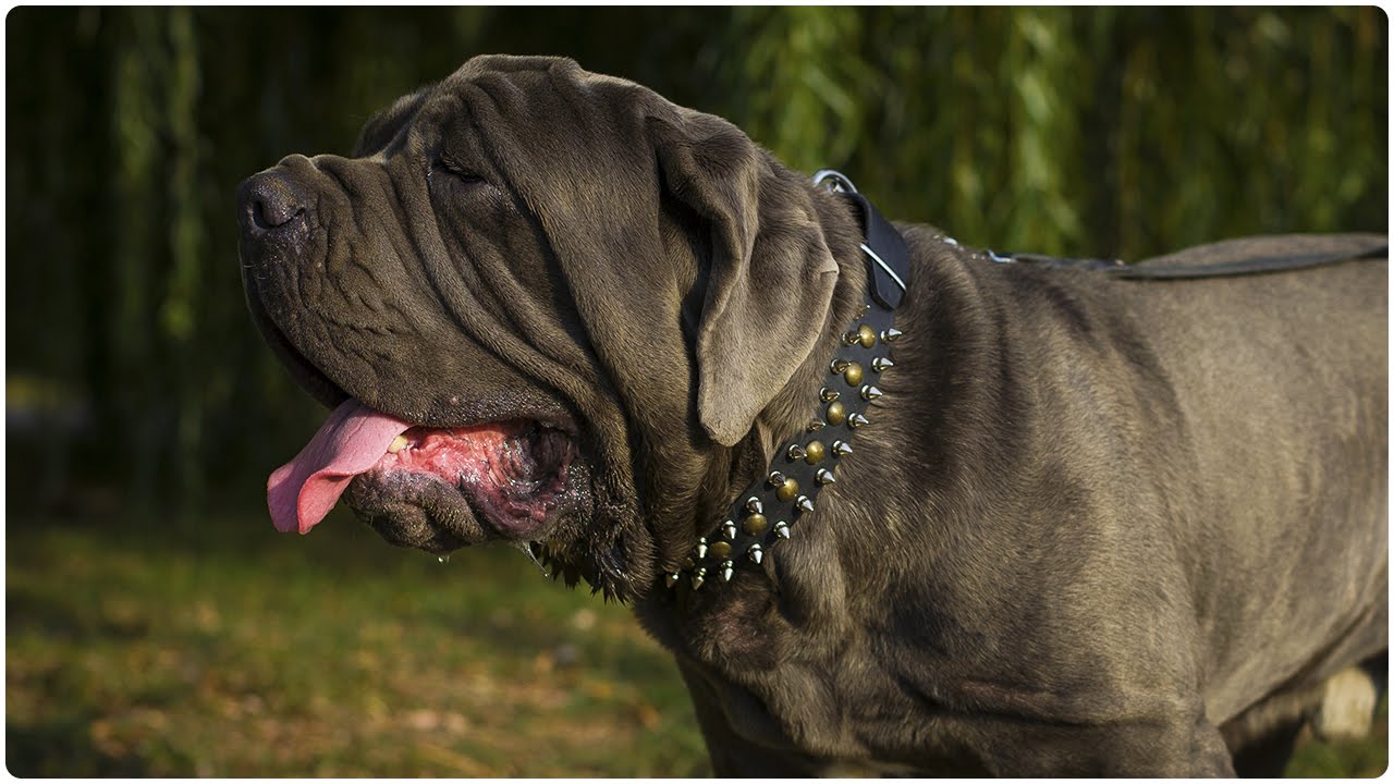 Mastino Napoletano looks spicy in Walking Leather Dog Collar with Spikes