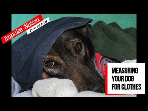 Measuring Your Dog for Clothes