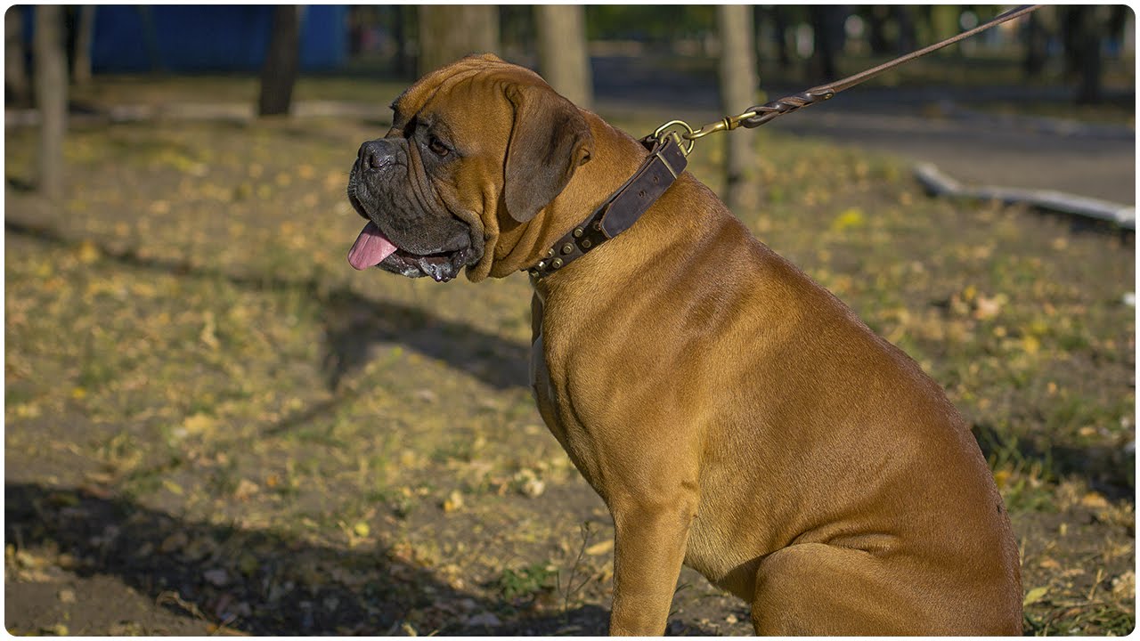Muscular Boxer walking in Galaxy Trip Leather Dog Collar for Everyday Use