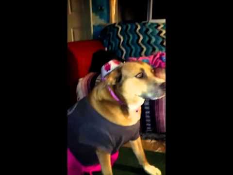 My Daughter’s Dog ? Wearing Clothing A Shirt ? And A Pair Of Pants ?