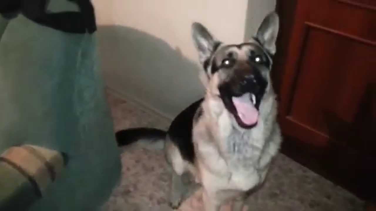 My dog to bring clothes to go for a walk