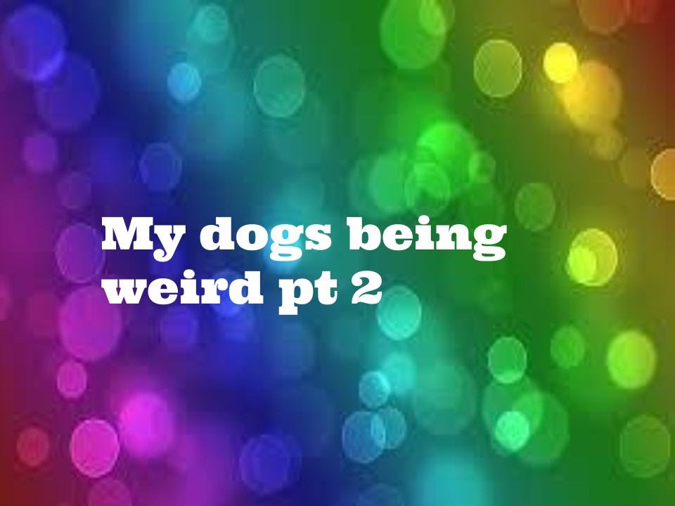 My dogs being weird pt 2