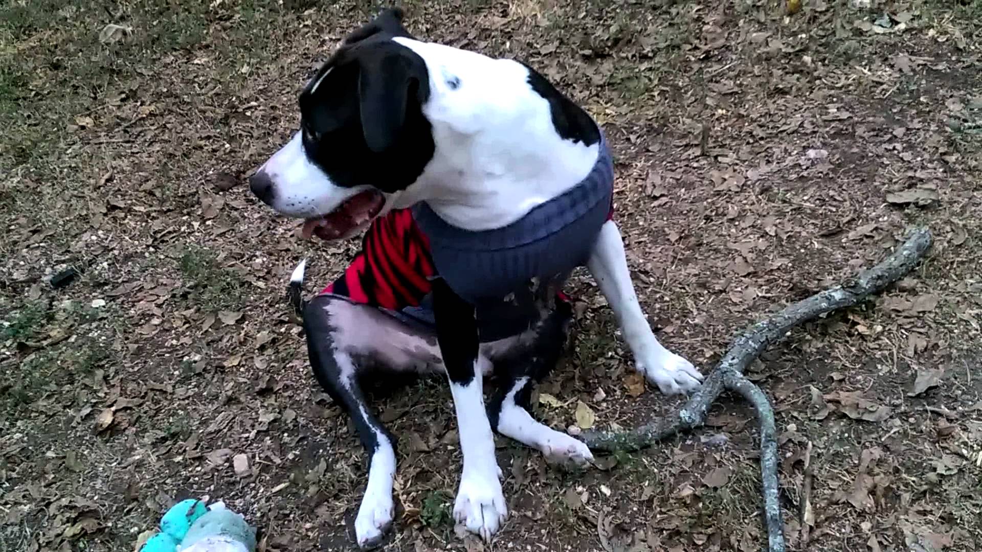My pitbull’s new dog sweater dog clothes