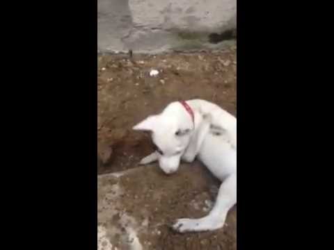My small dogs are dig so super ! Chú chó tưởng dễ thương nhưng tôi đã lầm khi mang ảnh về nuôi
