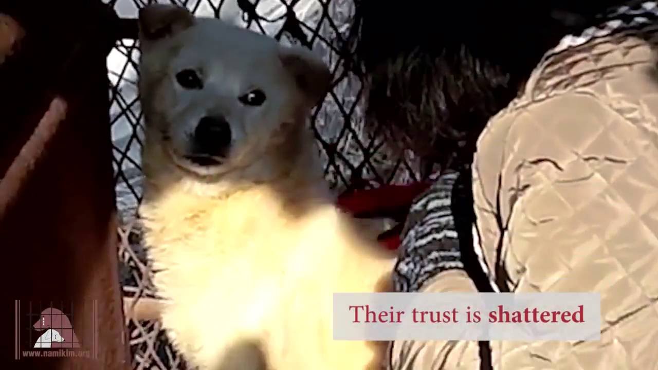 Nami Kim Saving the Korean ‘Meat Dogs’