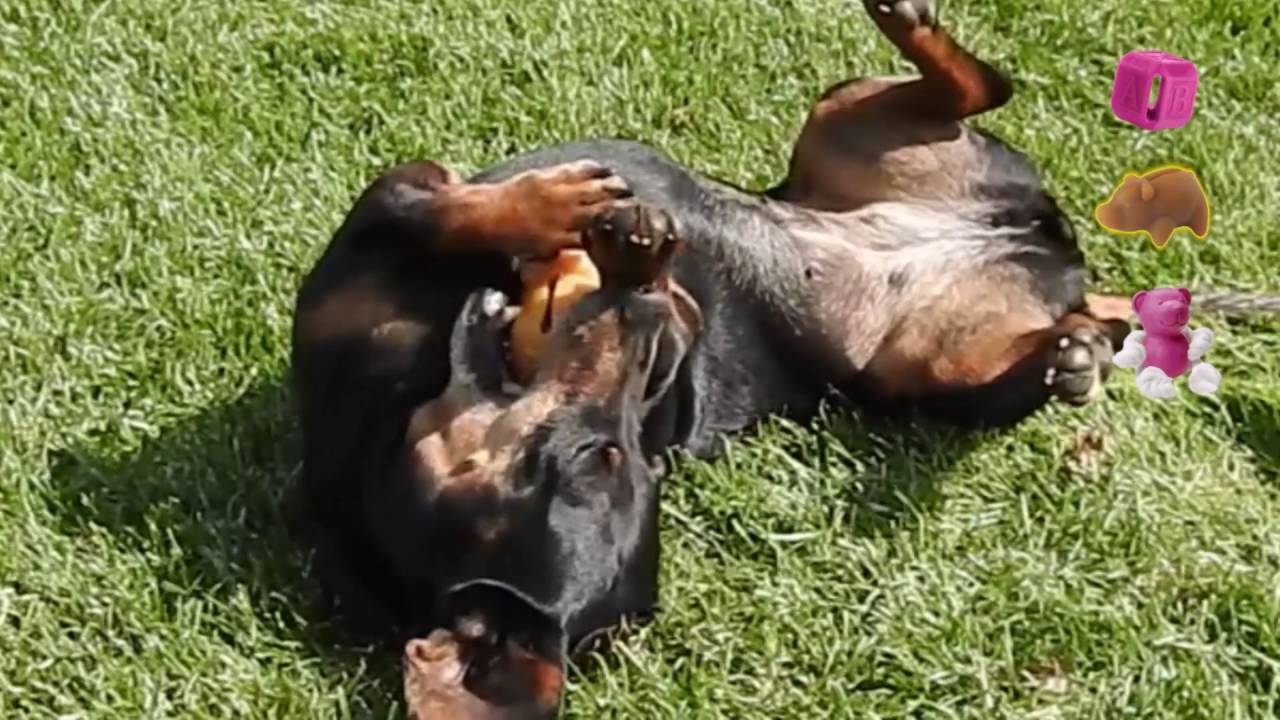 New Angle for small dogs