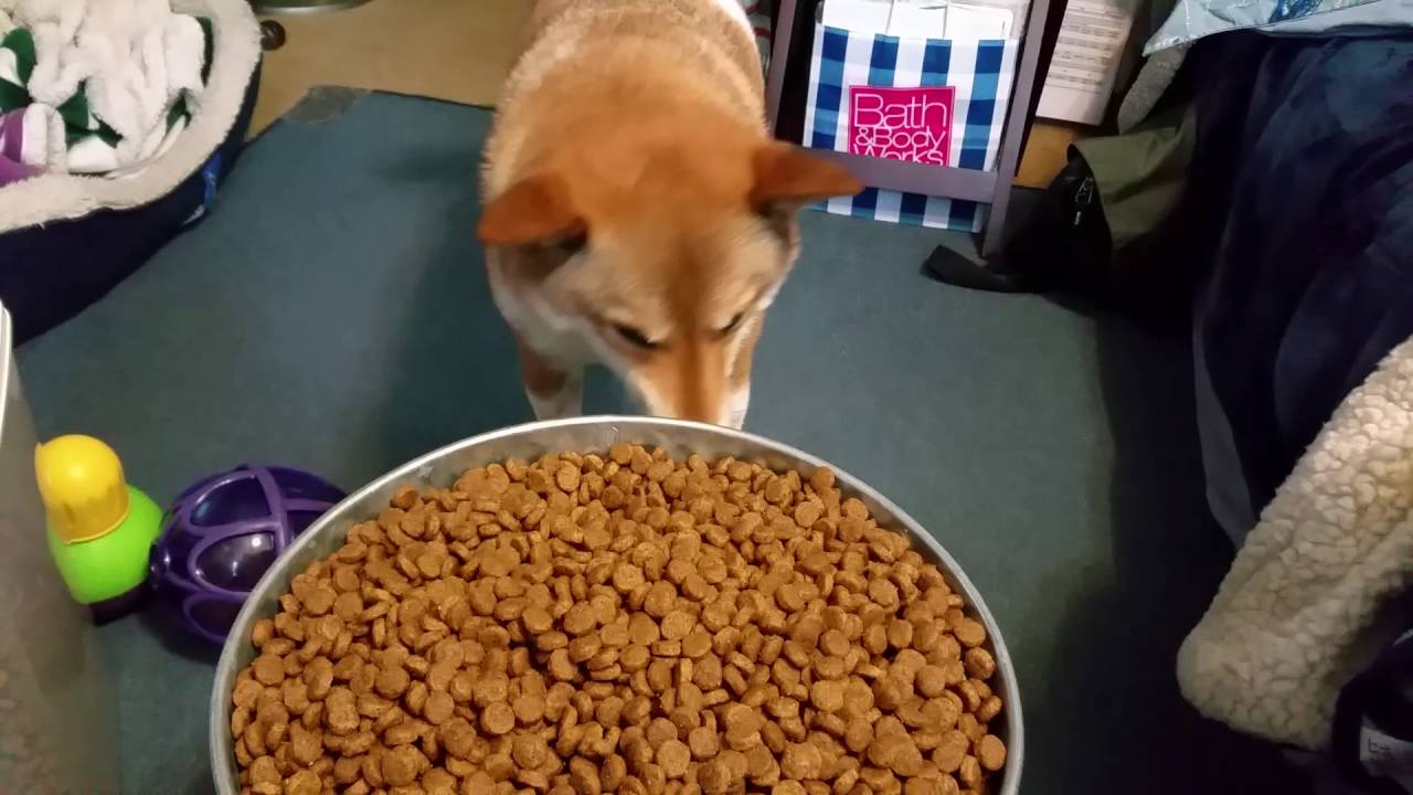 New bag of dog food