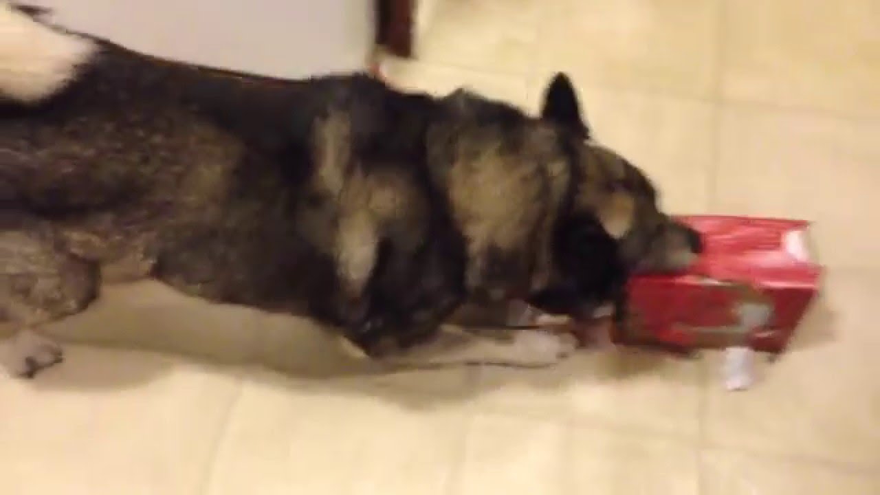 Norwegian Elkhound named Granite gets a custom SOE Cobra Dog Collar and K9 Leash for Christmas