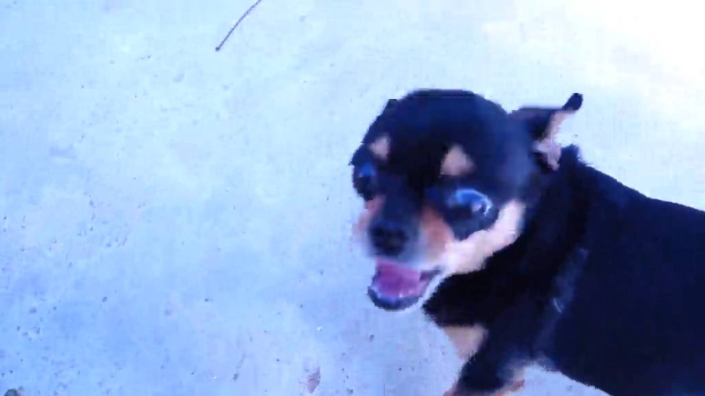 NUTRO Moist n Chewy Bites Treats for Dogs Review! Delicious, Moist, Small Bites, Moldable Review