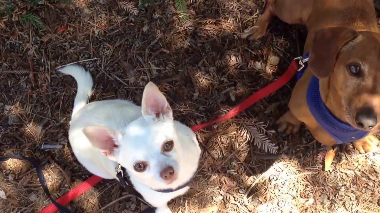 Palo Alto Dog Walking-small dogs