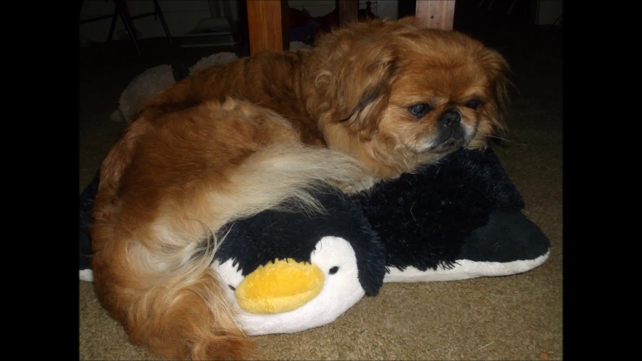 Pillow Pets… Make great frugal  pet beds for small dogs or cats!