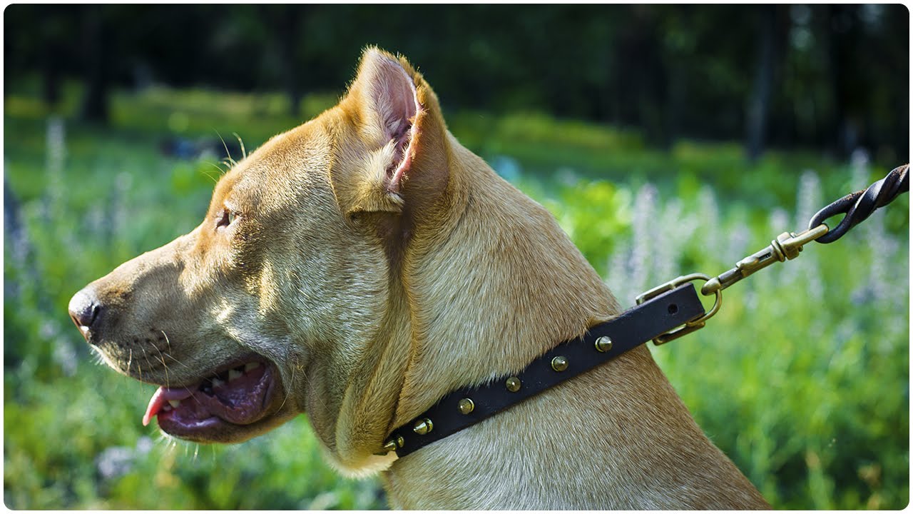 Pit Bull Terrier wearing “Shiny Spikes” Narrow Leather Dog Collar