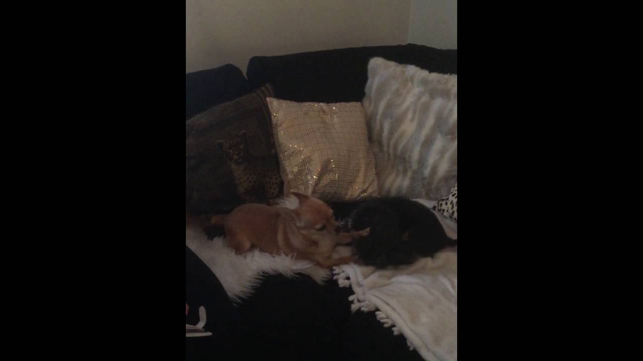 Playtime small dogs