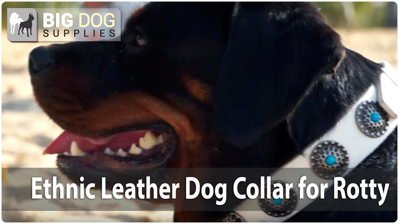 Powerful Rottweiler wearing “Ethnic Beauty” White Leather Dog Collar