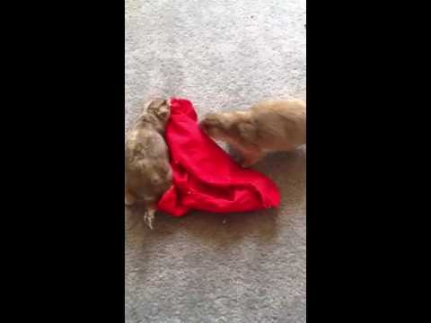 Prairie Dog stealing clothes