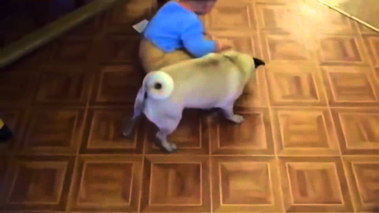 Pug and the baby