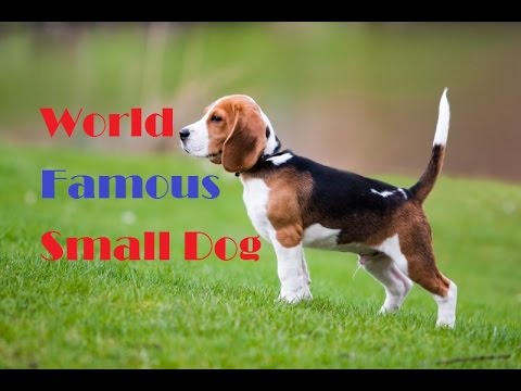 Puppies | puppy | puppies for sale | dog breeds | small dogs | german shepherd