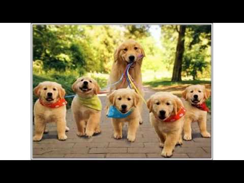 Puppy Toys For Small Dogs