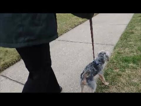 SafeCalm Dog Training Collars for Small Dogs – Dog Whisperer BIG CHUCK MCBRIDE