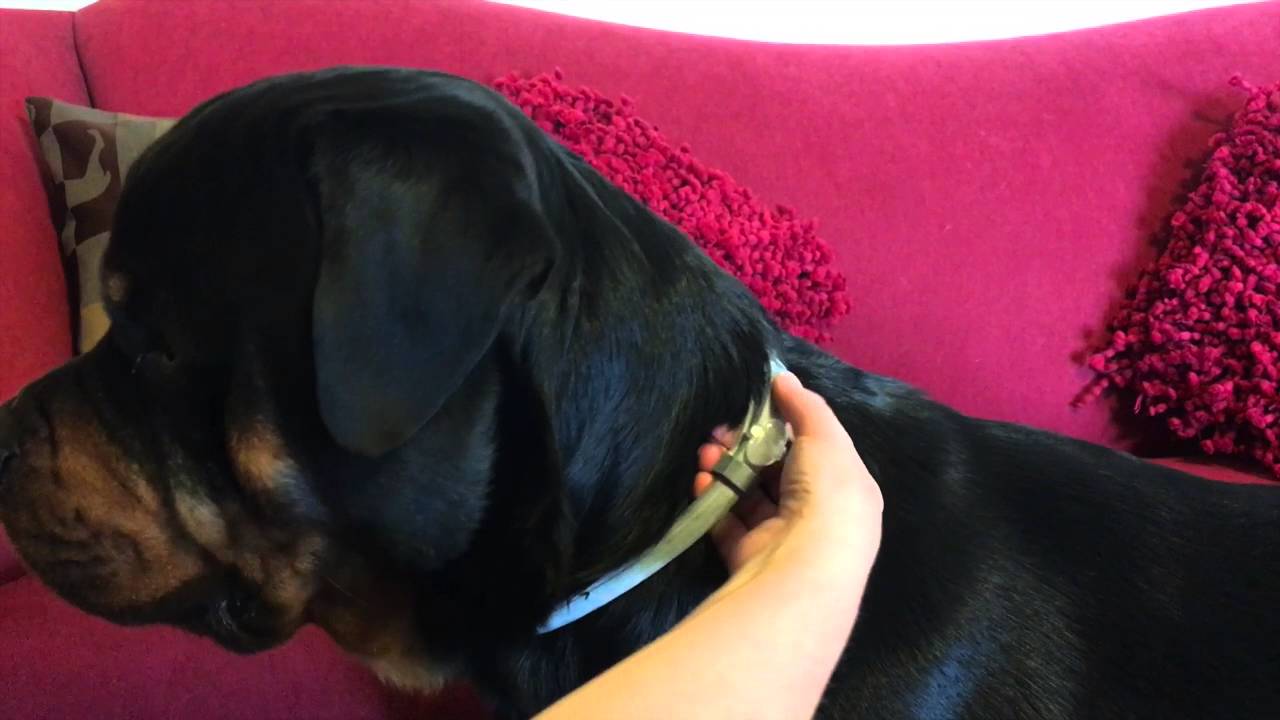 Seresto Flea & Tick Collar Review