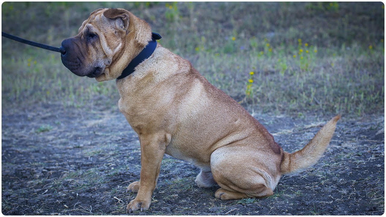 Shar Pei walking in “Bossy” Leather Dog Collar of Classic Design