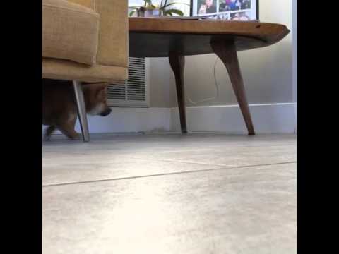 Shiba Inu Mom & Pups