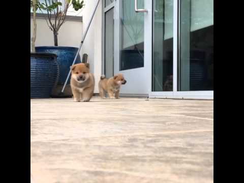 Shiba Inu pups get locked out!