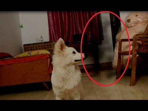 SHOCKING!! Ghost Seen By Dog In My House?! Real Ghost Caught In Apartment
