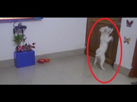 SHOCKING!! Ghost Seen By Dog In My House?! Real Ghost Caught In Apartment Part 01