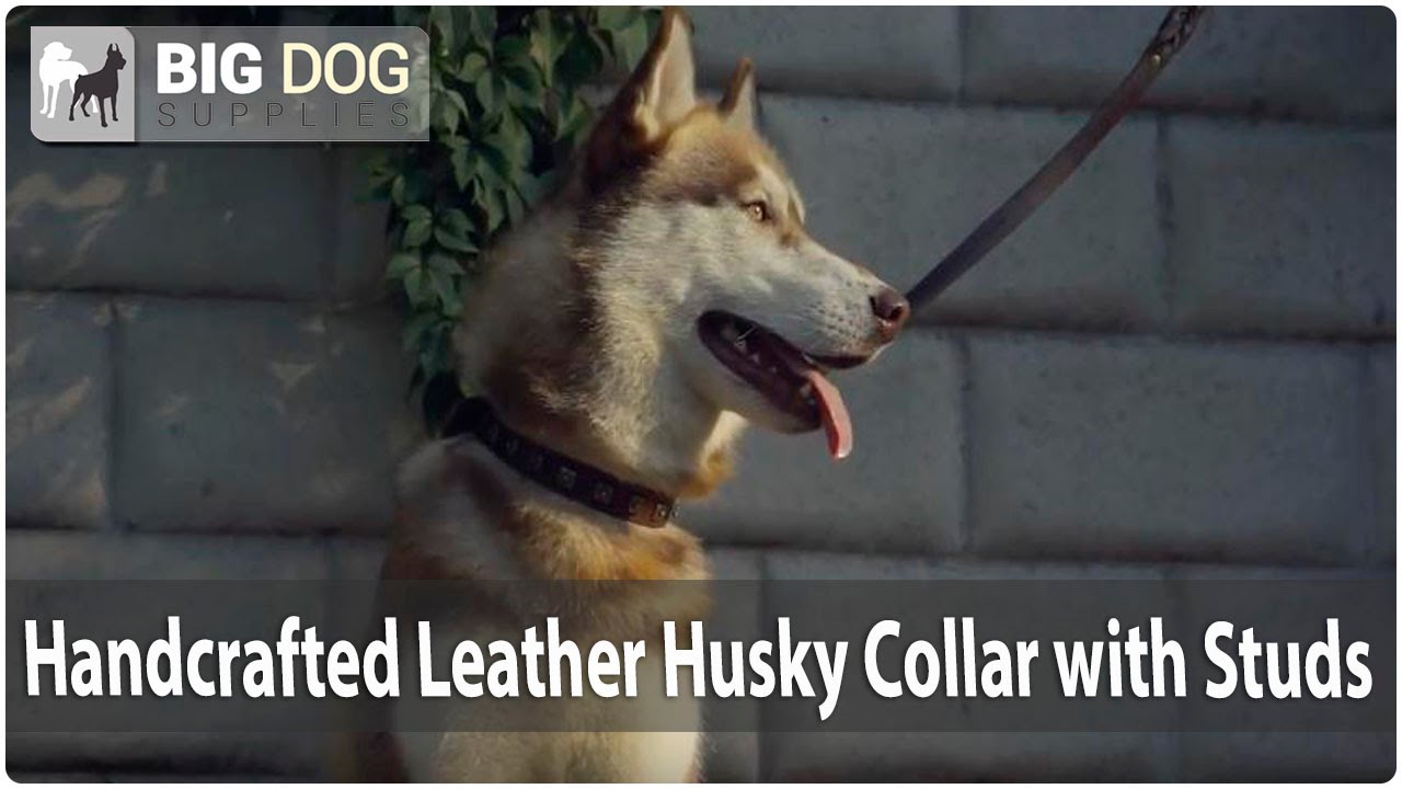 Siberian Husky Enjoys Wearing Decorated Leather Dog Collar