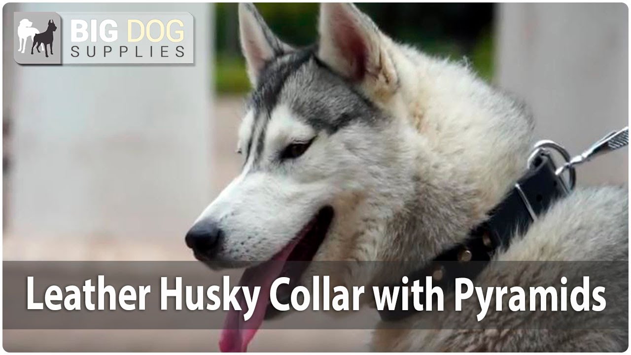 Siberian Husky Looking Awesome in Studded Leather Dog Collar