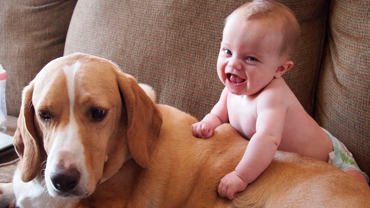 Маленькие дети и собаки – Small children and dogs – Сборник приколов