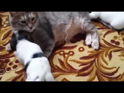 Small dogs and cats encounter with the cat of crash