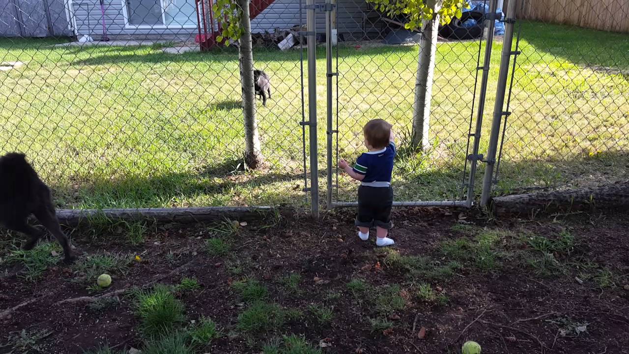 Small dogs are funny