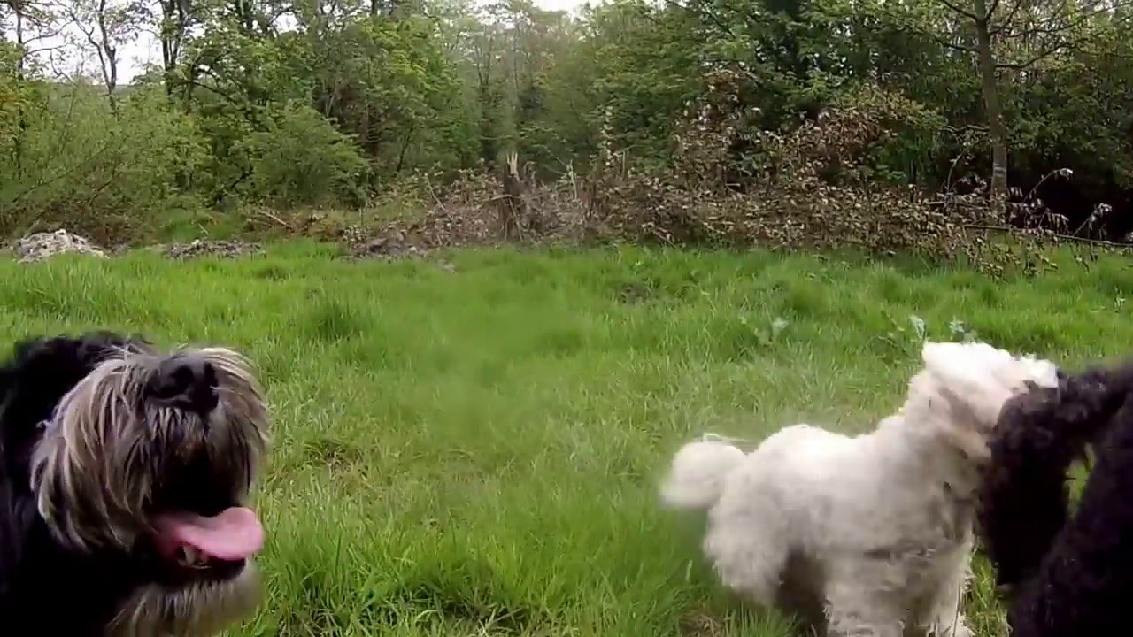 Small dogs can have adventures too!