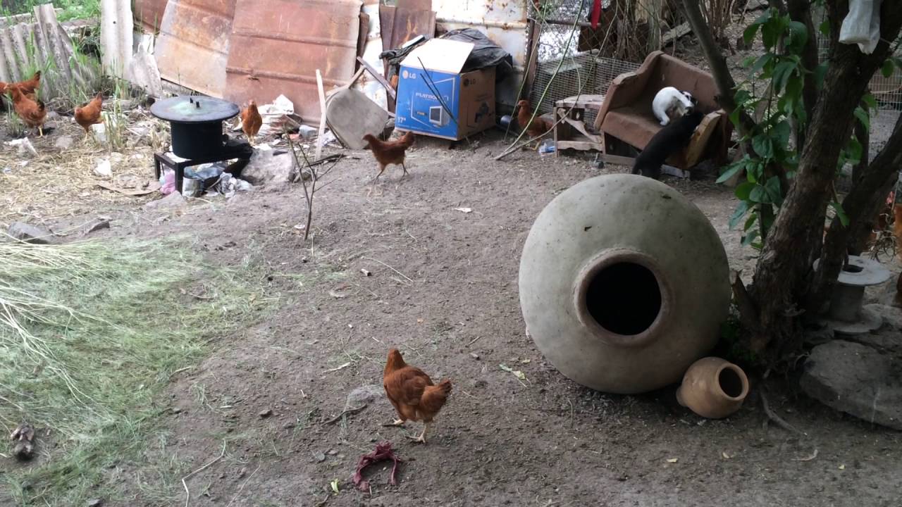 Small Dogs Fighting