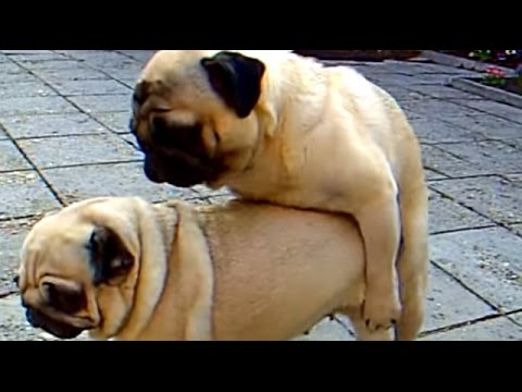 Small dogs mating