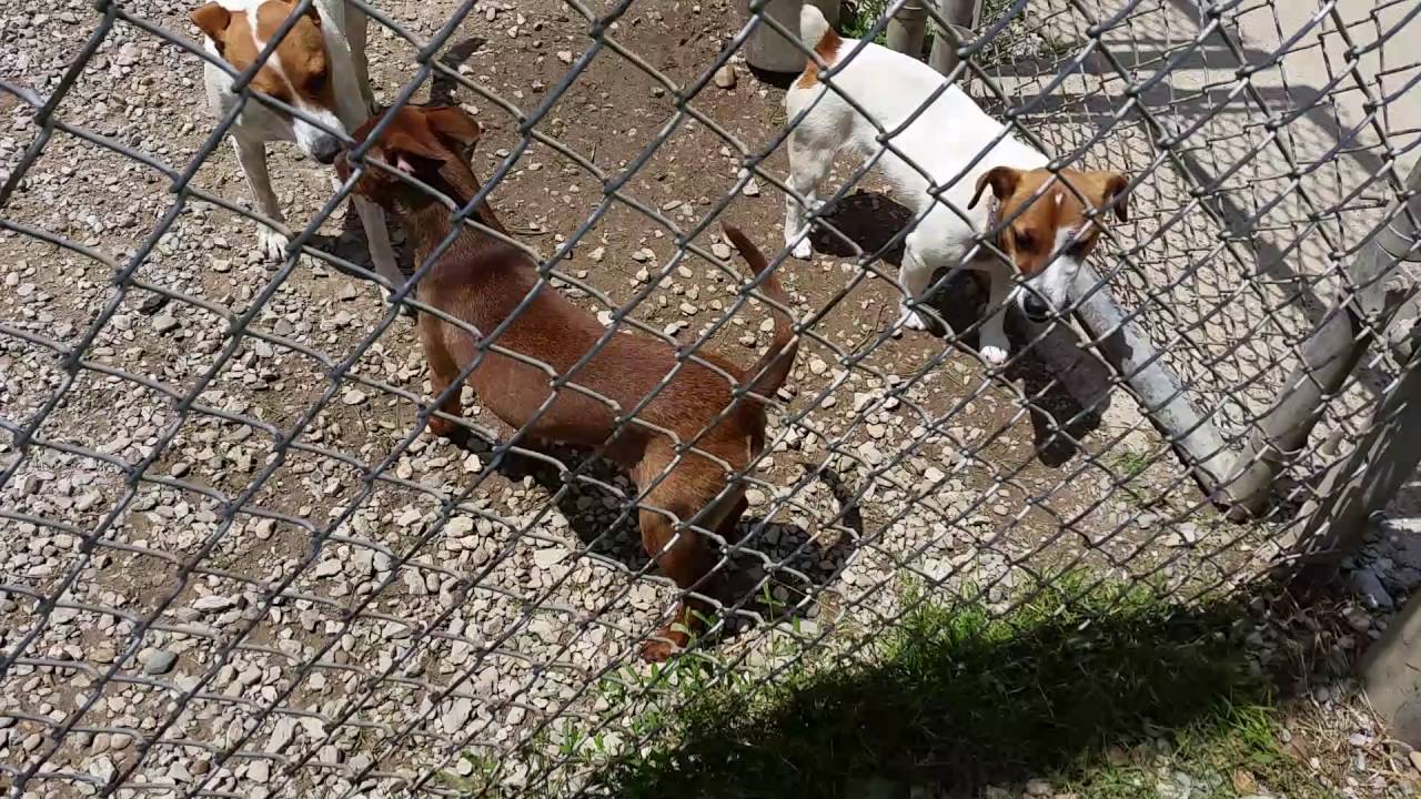 Small dogs May part 2