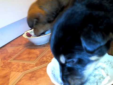 small dogs start1