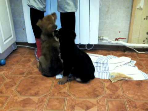 small dogs start2
