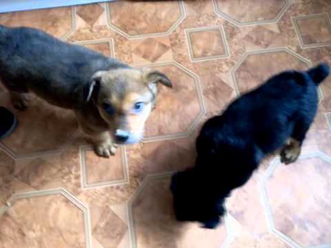 small dogs start4