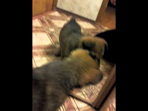 small dogs start7