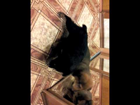 small dogs start8
