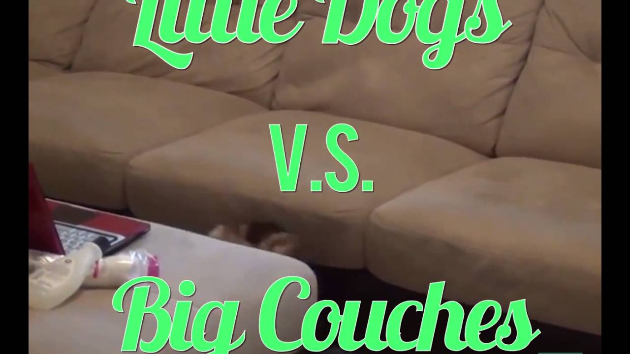 Small Dogs vs