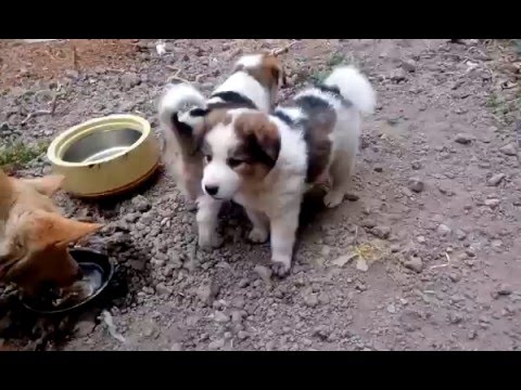 Small dogs with mum dog