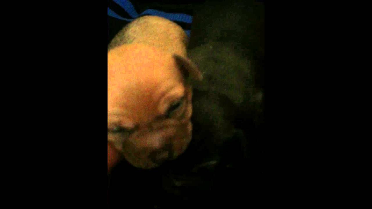 Small dogs